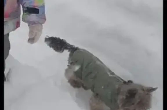 Пропала собака, Вашутино, Калужская обл. - photo