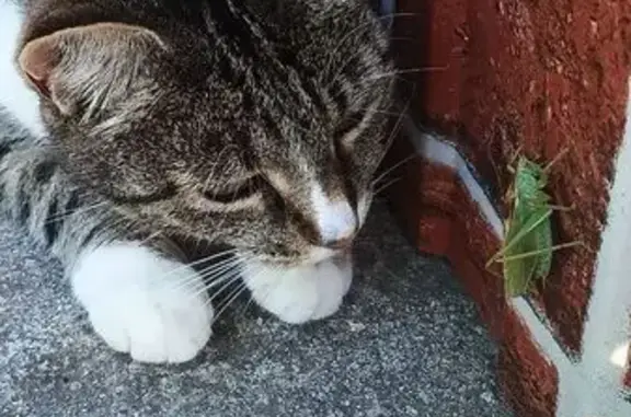 Пропала кошка, Полевой пер., Великие Луки - photo