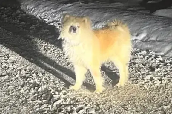 Объявления о пропавших и найденных животных, Агалатово, фото: Собака найдена в Агалатово, Ленобласть