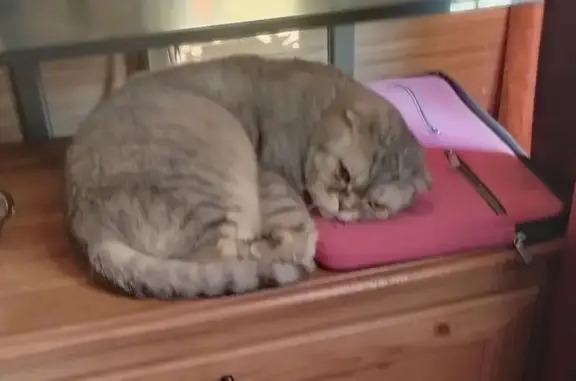 Кошка найдена: Ивановская ул., СПб - photo