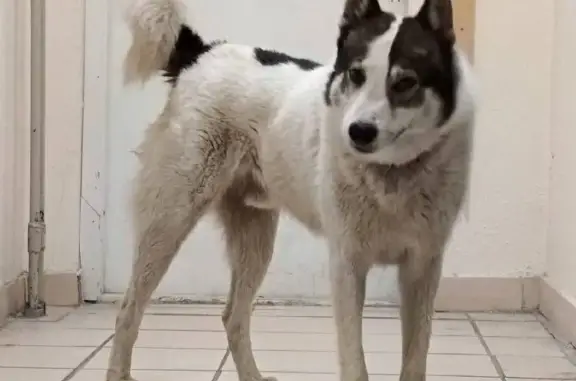 Пропали 2 собаки, проспект Вернадского, Москва - photo