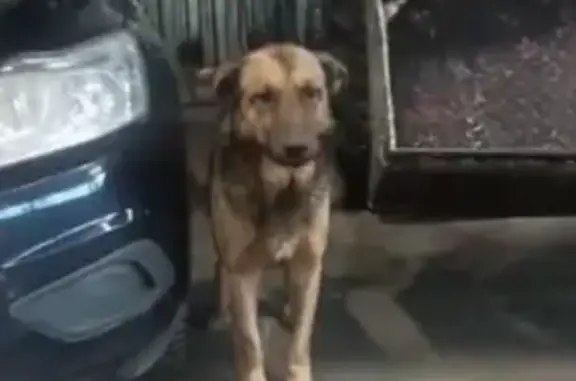 Пропали 2 собаки, ЮЗАО, Москва - photo