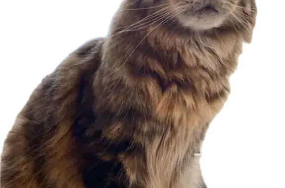 Пропала кошка, ул. Ключевского, 54 - photo