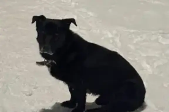 Найдена собака, Нижний Новгород, фото: Собака найдена: Бориса Видяева, 21, НН