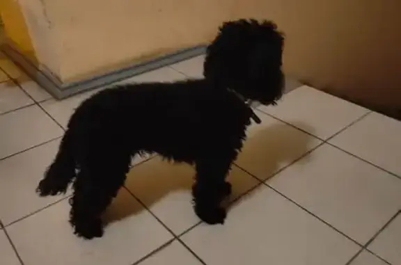 Найдена собака, Тверь, фото: Пудель найден: Склизкова 116 к2, Тверь