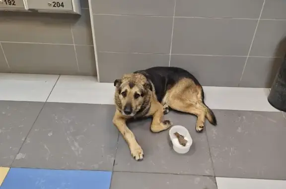 Объявления о пропавших и найденных животных, Санкт-Петербург, фото: Найдена собака, 2-я Жерновская, СПб