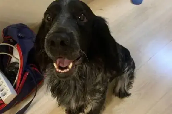 Объявления о пропавших и найденных животных, Нижний Новгород, фото: Потерян пёс, ул. Белинского, Н. Новгород