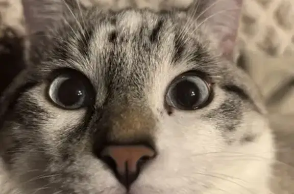 Пропала кошка, Энгельс - photo