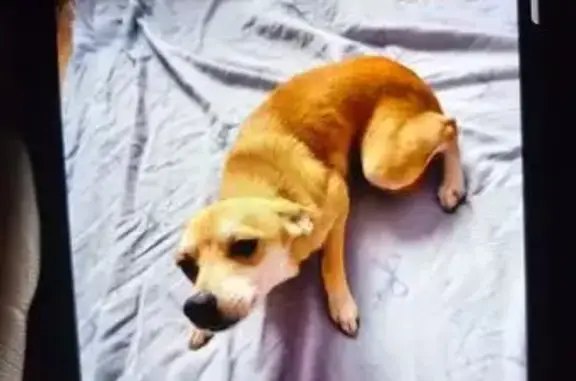 Пропала собака, ул. Танкистов, 58, Саратов - photo