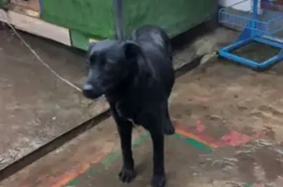 Пропала собака, Зелёная ул., Ухтинка - photo