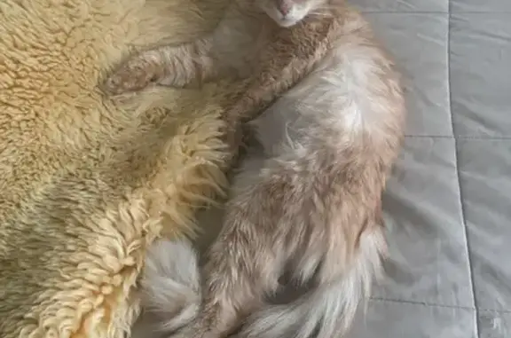 Кошки потеряшки, Подольск, фото: Потеряшка кошка, Подольск