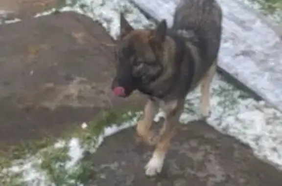 Пропала собака, Сенная ул. 6, Мантурово - photo