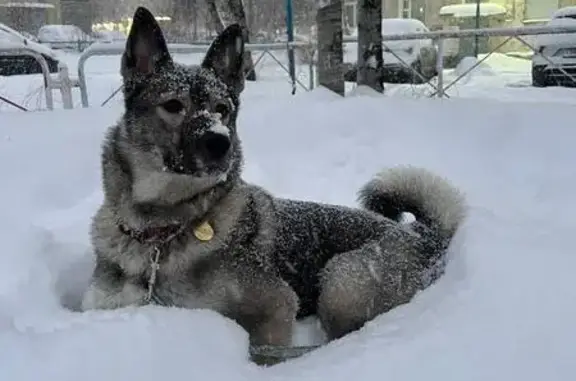 Пропала собака, Мурманск - photo