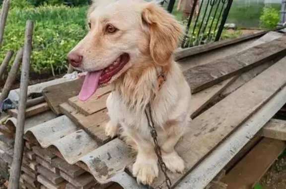 Объявления о пропавших и найденных животных, Ишня, фото: Пропала собака, Холмогоры, Ишня