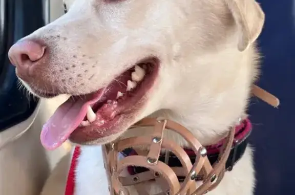 Пропала собака, пр. Сизова, 30 к4, СПб - photo