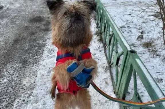 Собаки потеряшки, Красногорск, фото: Потеряшка Вуки, Подмосковный бул. 13