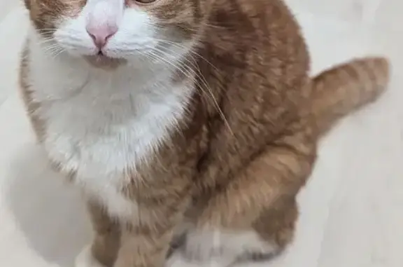 Найдена кошка, Ижевск, фото: Найдена кошка на ул. Шишкина, Ижевск