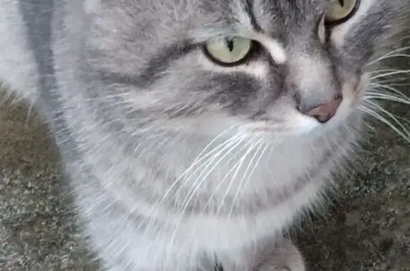 Объявления о пропавших и найденных животных, Луховицы, фото: Кошка найдена, Врачово, ул. Бутырская