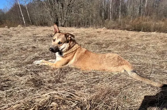 Пропала собака, Дачная ул. 165, СПб - photo