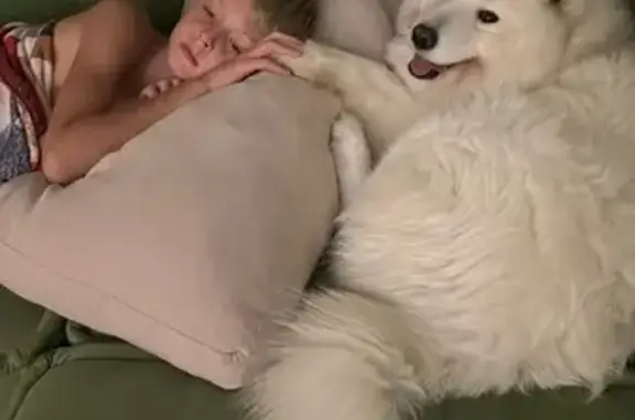 Пропала самоед Найта, Серова 143, Ставрополь - photo