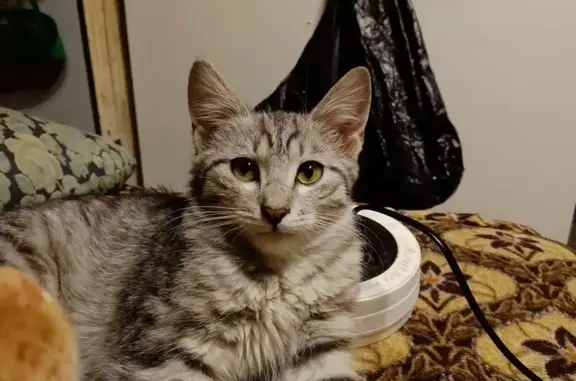 Пропала кошка, Советская ул., Н. Санчелеево - photo