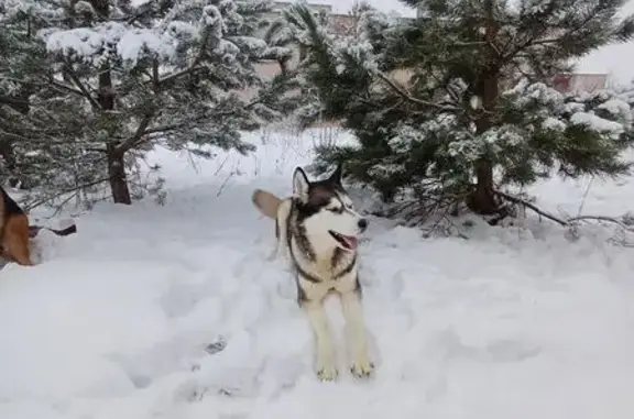 Пропала собака, Бубново, Белгородская обл. - photo
