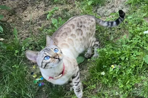 Кошки потеряшки, Ивонино, фото: Потеряшка бенгалка, Ивонино, МО