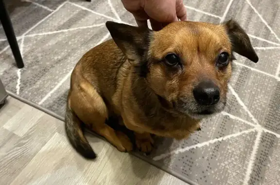 Найдена собака, Калининград, фото: Собака найдена: Краснопрудная 67, Калининград