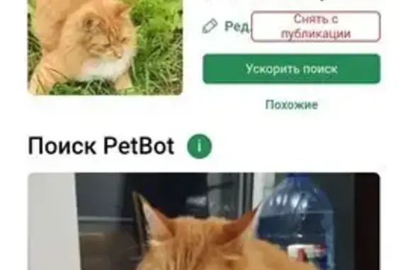 Пропал кот, Псков, Техническая, 15 - photo