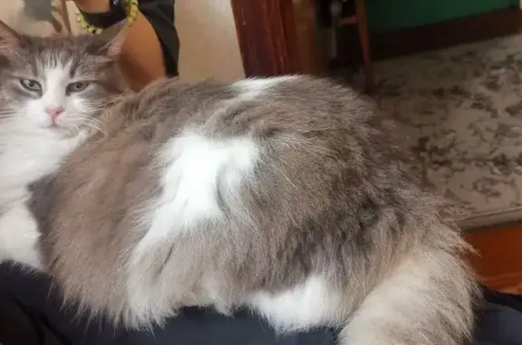 Пропала кошка, ул. Степана Разина, 92 - photo