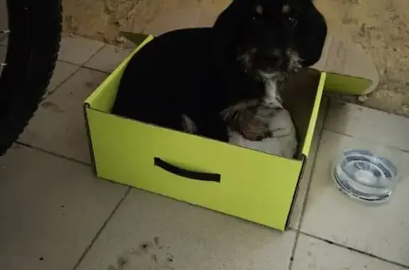 Объявления о пропавших и найденных животных, Ростов-на-Дону, фото: Щенок с ошейником найден на Малюгиной, 161