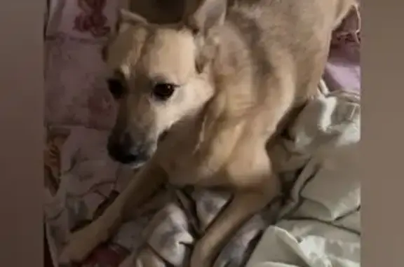 Пропала собака на ул. Бубнова, Иваново - photo