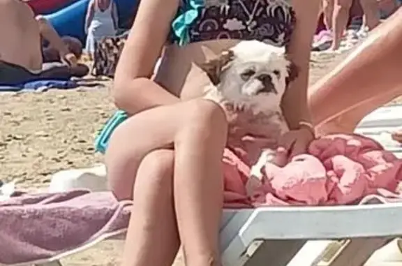 Пропала собака Бэлла, ул. Энтузиастов, 74 - photo