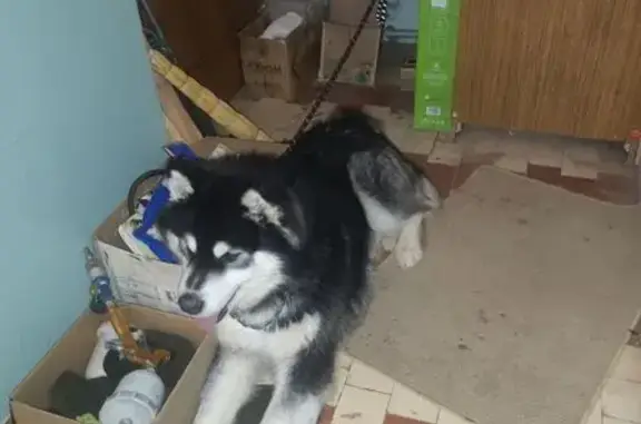 Найденные животные Ижевск, фото: Хаски найден: ул. Цветочная 1, Ижевск