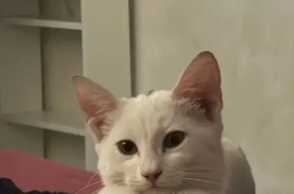 Пропал белый котёнок, Рейсовая 6, Ростов-на-Дону - photo