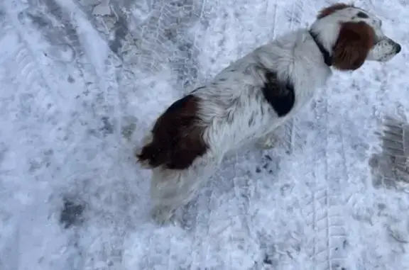Найдена собака, Краснодар, фото: Найдена собака, Старокубанская 124 к1
