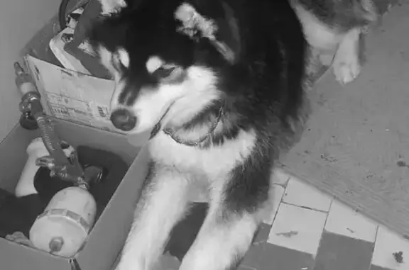 Найденные животные Ижевск, фото: Найдена собака, Цветочная ул. 1, Ижевск