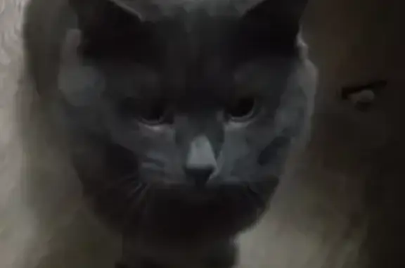 Пропала кошка в Будённовске, 17 - photo