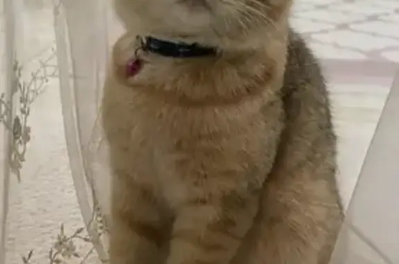 Объявления о пропавших и найденных животных, Хасавюрт, фото: Пропала кошка, ул. Магидова 97, Хасавюрт