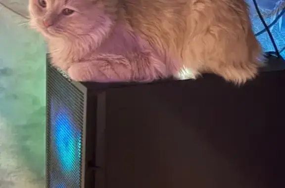 Пропала кошка Персик, ул. Пушкина 23, НН - photo