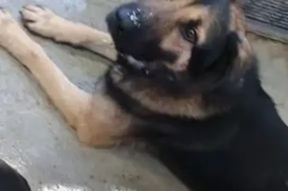 Объявления о пропавших и найденных животных, Иркутск, фото: Собака найдена: Лермонтова 98, Иркутск