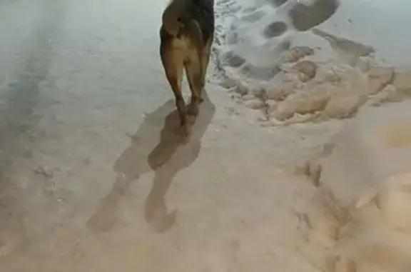 Объявления о пропавших и найденных животных, Голицыно, фото: Собака найдена на Ж/д платформе Голицыно