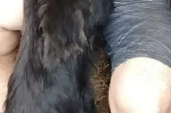 Пропала собака Тайсон, Орск, ул. Ковыльная - photo