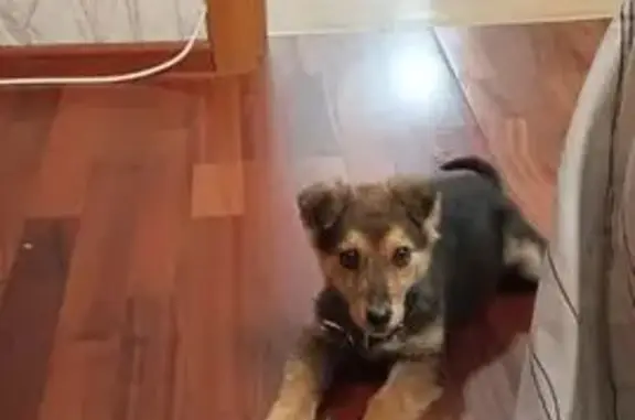 Объявления о пропавших и найденных животных, Елабуга, фото: Найдена собака, Пролетарская 2А, Елабуга