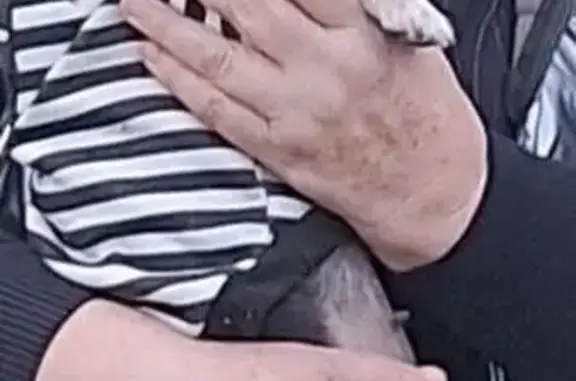 Объявления о пропавших и найденных животных, Ростов-на-Дону, фото: Пропала собака, Жмайлова 21кА, Ростов-на-Дону