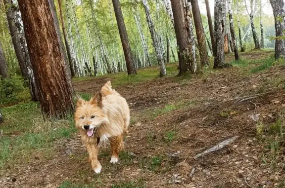 Пропала собака, Академическая 12, Иркутск - photo