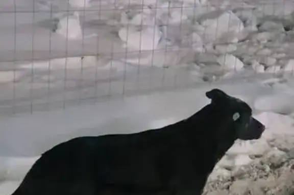 Найдена собака, Уфа, фото: Собака найдена: ул. Цюрупы, 79, Уфа