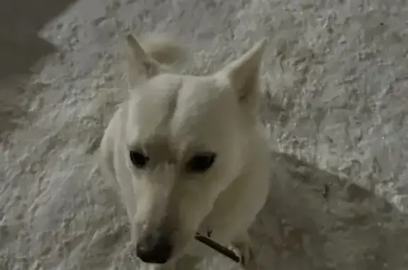 Найдена собака, Уфа, фото: Собака найдена: ул. Правды, 18, Уфа