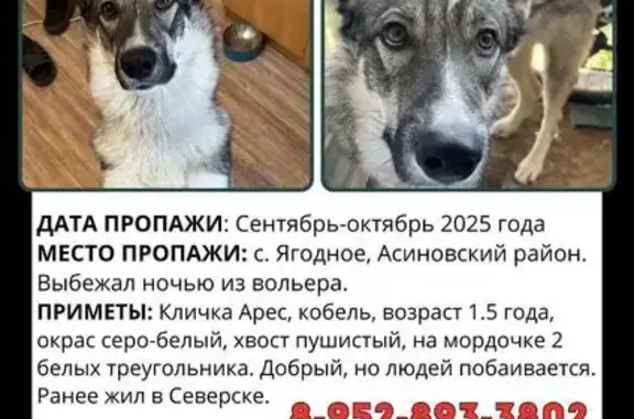 Пропала собака, Томская область, t.me/Chat_Gilay_Alert - photo