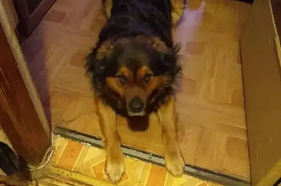 Найденные животные Саратов, фото: Найдена собака, 2-я Прокатная ул., Саратов